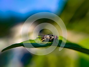 TheÂ houseflyÂ & x28;Musca domeia& x29; is a fly of the suborder Cyclorrhapha. in indian village garden image